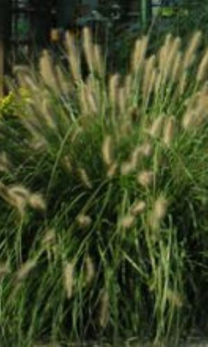 Vousatec "PENNISETUM ALOPECUROIDES"