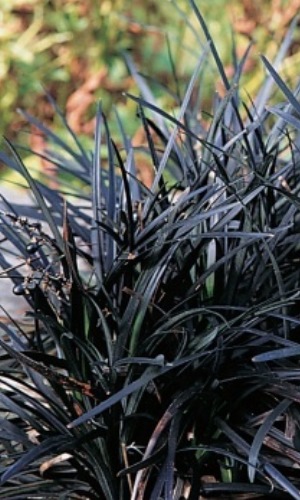 Sedoulek plochostvolý "OPHIOPOGON PLANISCAPUS NIGRESCENS"