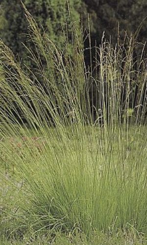 Bezkolenec modrý pravý "MOLINIA CAERULEA HEIDEBRAUT"
