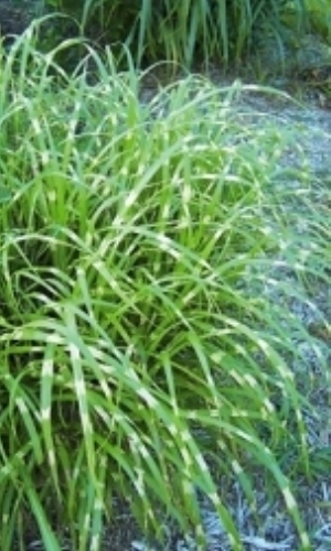 Ozdobnice velká "MISCANTHUS FLORIDULUS"