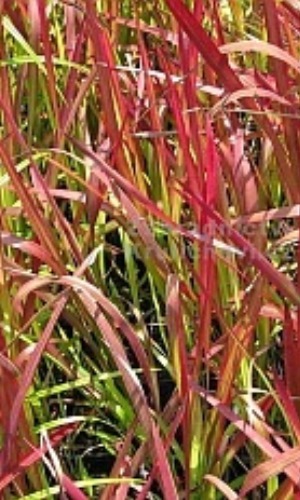 Imperáta válcovitá "IMPERATACYLINDRCA RED BARON"