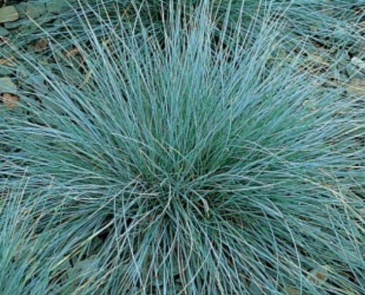 Kostřava sivá "FESTUCA GLAUCA AZURIT"
