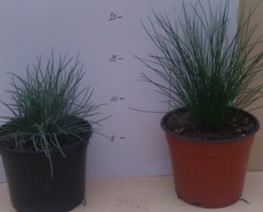 Kostřava sivá "FESTUCA GLAUCA"