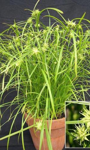 Ostřice "CAREX GRAYI CAREY"