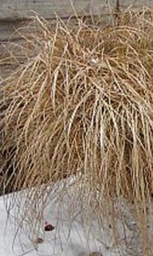 Ozdobnice čínská "MISCANTHUS SINENSIS"