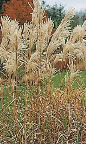 Ozdobnice čínská "MISCANTHUS SINENSIS SILBERFEDER"