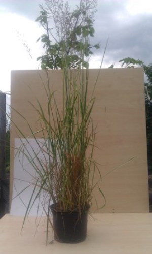 Osinatec "ACHNATHERUM CALAMAGROSTIS"