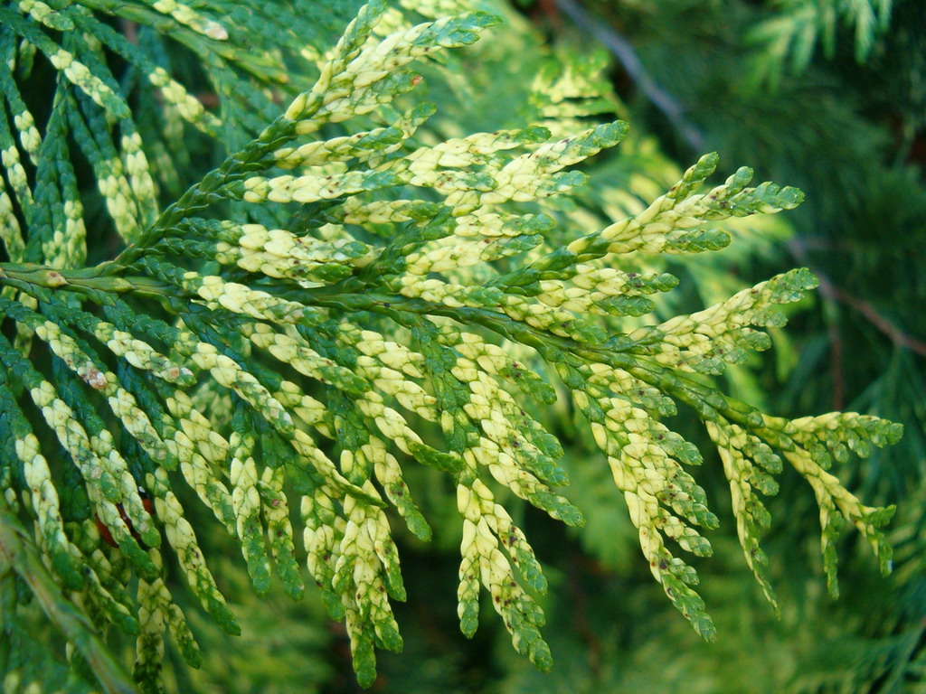 Thuja "PLICATA ZEBRINA"