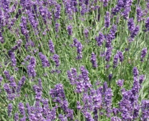 Levandule lékařská "LAVANDULA ANGUSTIFOLIA"