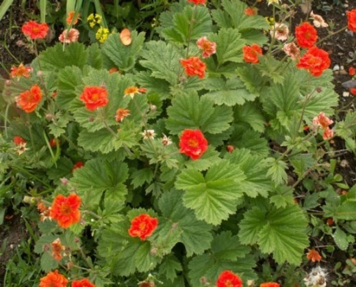 Kuklík šarlatový "GEUM COCCINEUM"