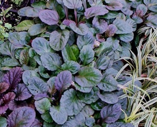Zběhovec tmavě modrý "AJUGA REPTANS"