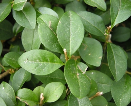Ptačí zob neopadavý"LIGUSTRUM OVALIFOLIUM"