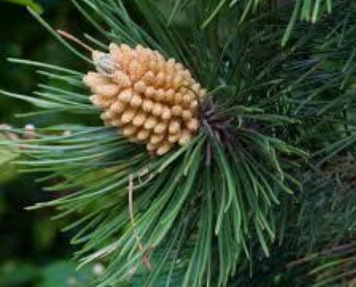 Borovice černá "PINUS NIGRA" sazenice