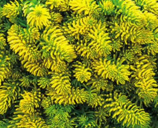 Rozchodník "SEDUM REFLEXUM ANGELINA"