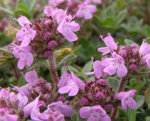 Mateřídouška časná "THYMUS PRAECOX"