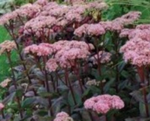 Rozchodník fialový "SEDUM MATRONA'