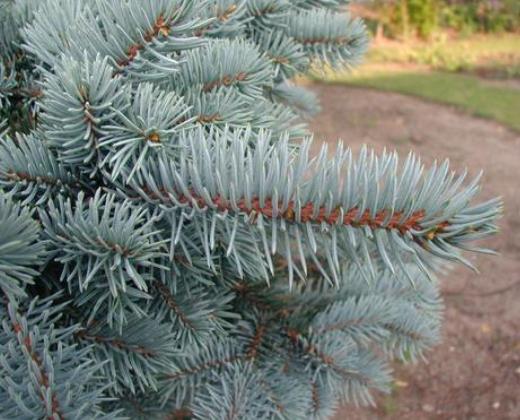 Smrk pichlavý "PICEA PUNGENS" sazenice 