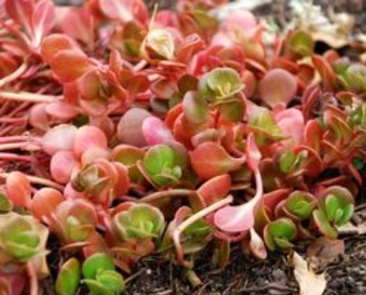 Rozchodník "SEDUM TETRACTINUM"
