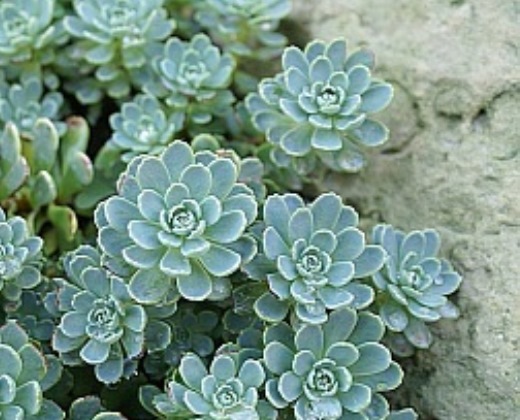 Rozchodník "SEDUM PACHYCLADOS"
