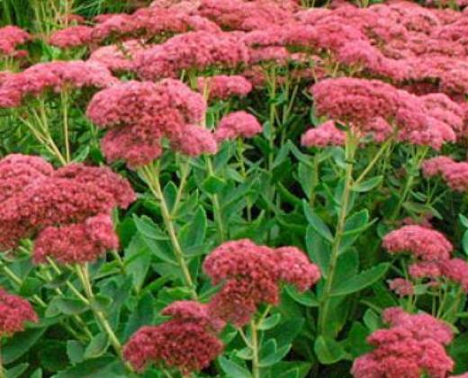 Rozchodník "SEDUM AUTUMN FIRE"