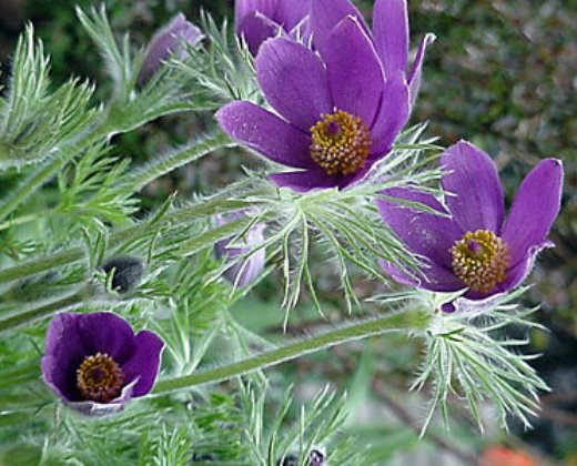 Koniklec obecný modrý "PULSATILLA VULGARIS"