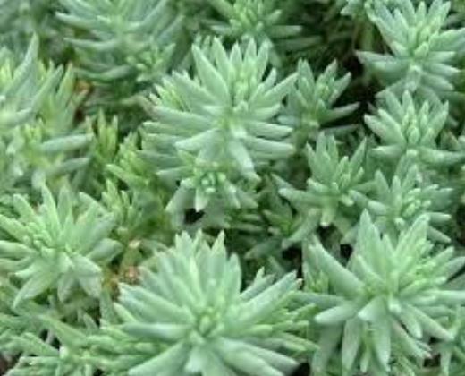 Rozchodník "SEDUM REFLEXUM"
