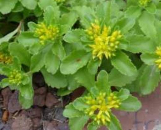 Rozchodník "SEDUM SPURIUM FRULAND"