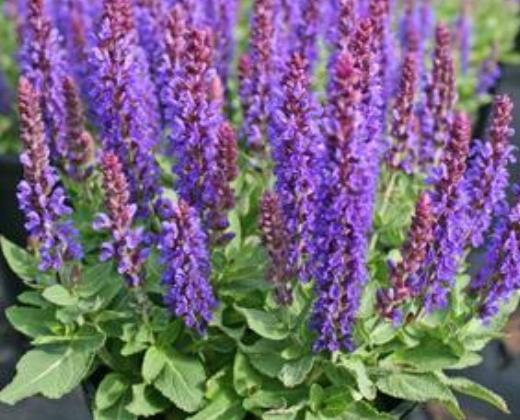 Šalvěj hajní "SALVIA NEMOROSA"