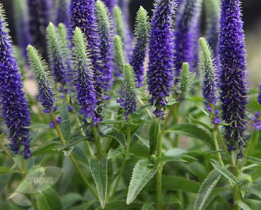 Rozrazil klasnatý "VERONICA SPICATA"