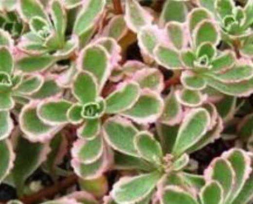 Rozchodník plazivý "SEDUM TRICOLORA"