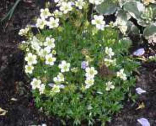 Lomikámen bílý "SAXIFRAGA ARENDSII"