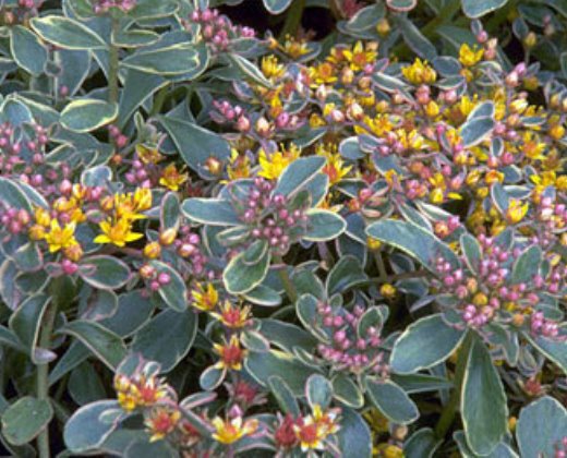 Rozchodník Kamčatský "SEDUM KAMTSCHATICUM VARIEGATUM"