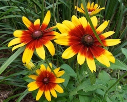 Třapatka srstnatá "RUDBECKIA HIRTA"