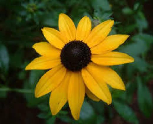 Třapatka zářivá "RUDBECKIA FULGIDA GOLDSTURM"