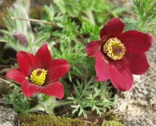 Koniklec obecný červený "PULSATILLA VULGARIS"