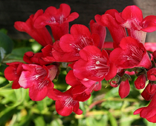Dračík červený "PENSTEMON HARTWEGII RED"