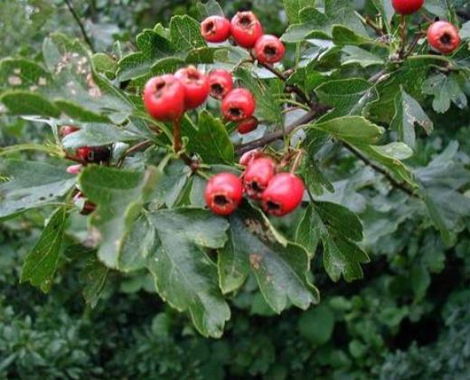 Hloh "CRATAEGUS MONOGYNA"