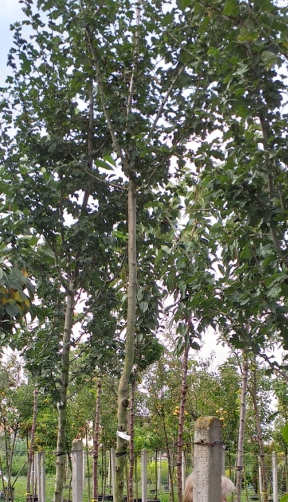 Hloh obecný "CRATAEGUS LAEVIGATA PAULS SCARLET", výška  + 200 cm