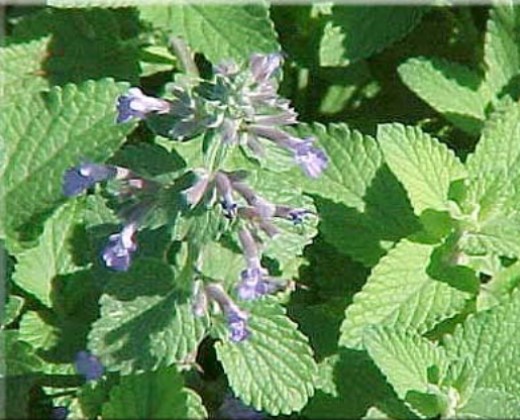 Šanta kočičí "NEPETA FAASSENIII"