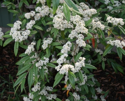 Skalník vrbolistý "COTONEASTER SALICIFOLIUS"