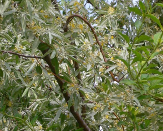 Hlošina úzkolistá "ELAEGNUS ANGUSTIFOLIA"