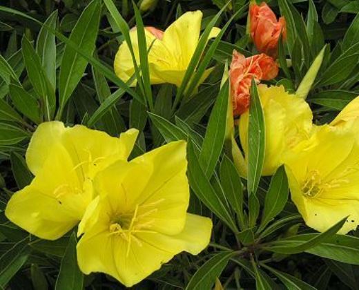 Pupalka "OENOTHERA MISSOURIENSIS"