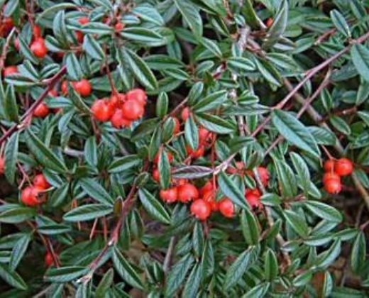 Skalník vrbolistý "COTONEASTER SALICIFOLIUS GNOM"