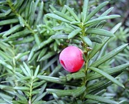 Tis prostřední "TAXUS MEDIA HICKSII"
