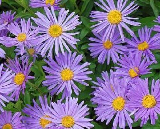 Hvězdnice alpská fialová "ASTER ALPINUS"