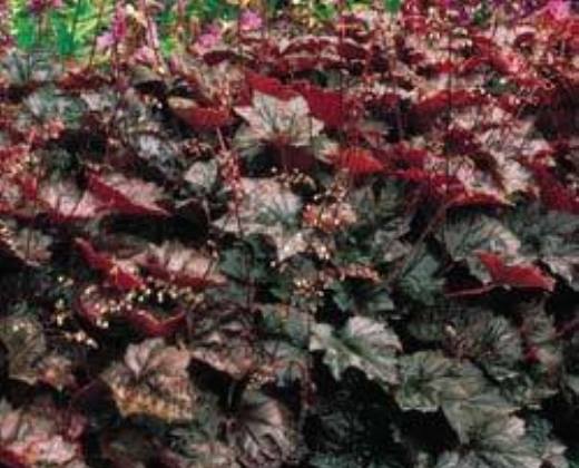 Dlužicha purpurová "HEUCHERA AMERICANA PALACE PURPLE"