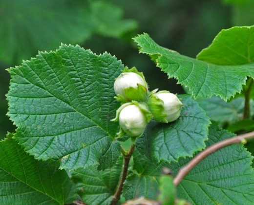 Líska "CORYLUS AVELLANA" 