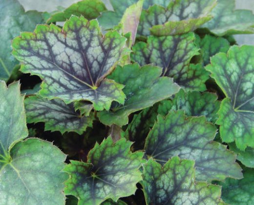 Dlužicha "HEUCHERA AMERICANA MARVELOUS MARBLE"