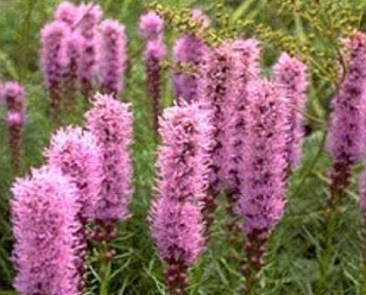 Šuškarda "Šuškarda "LIATRIS SPICATA KOBOLD"spicata Kobold"