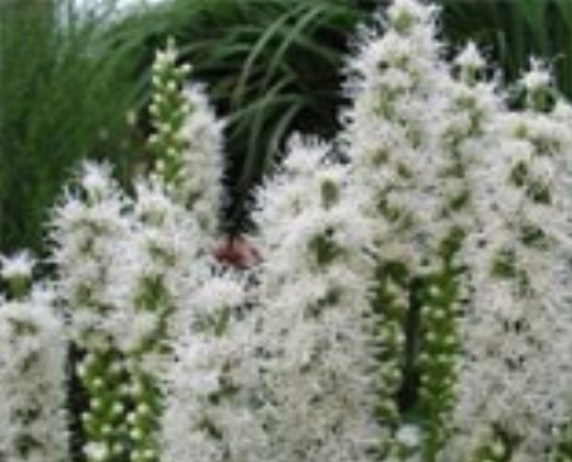 Šuškarda "LIATRIS SPICATA FLORISTAN WHITE"